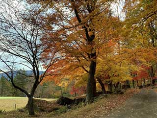 おおはしクリニック